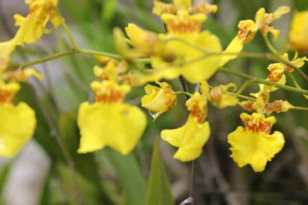 文心蘭花|文心蘭習性、栽培養殖、繁殖方法